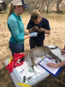 Researchers draw blood samples from a sedated ocelot.