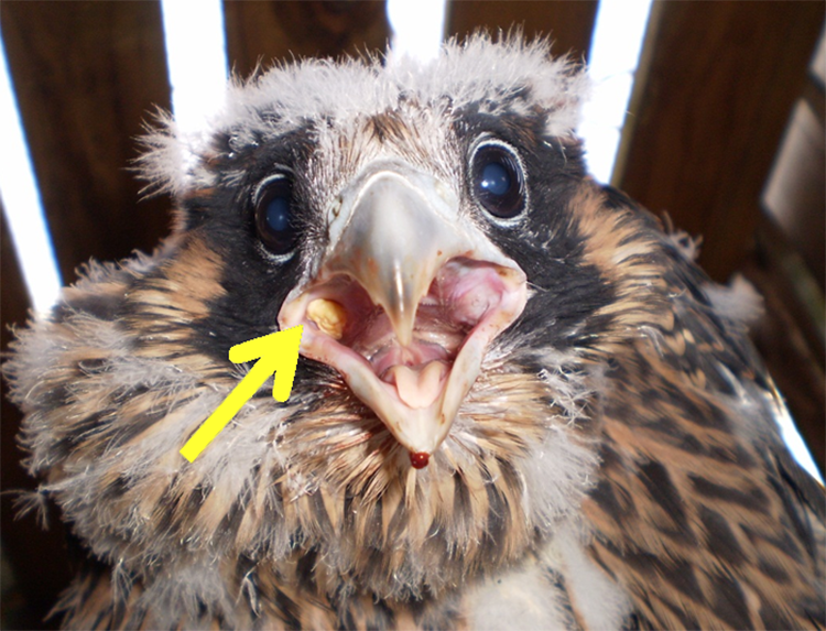 A peregrine falcon chick with oral lesions of Trichomonas gallinae. Our lab studies this parasite to determine mitigation steps as well as understand transmission dynamics.