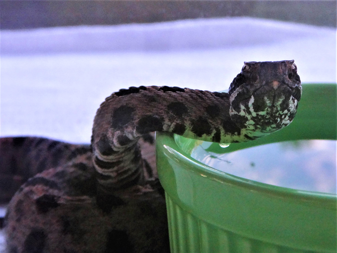 A pygmy rattlesnake drinks water from a dish.
