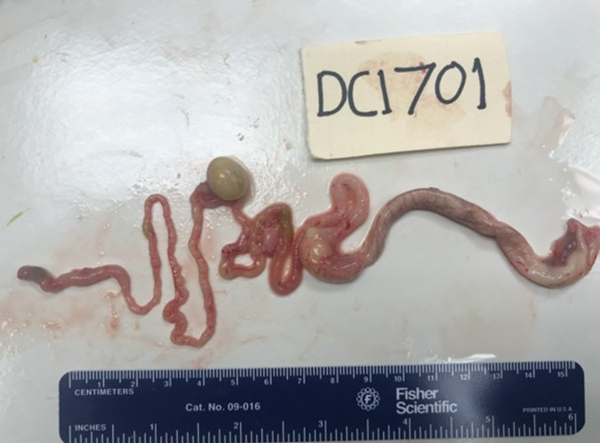 A gastrointestinal tract of a sea turtle hatchling sits beside a ruler.