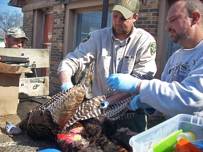 Dr. Richard Gerhold shows a TWRA employee how to do a turkey necropsy.