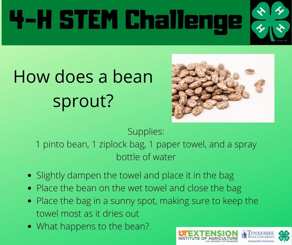 4-H Stem Challenge - How Does A Bean Sprout?