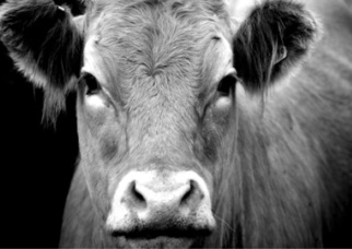 Black and white photo of Cattle