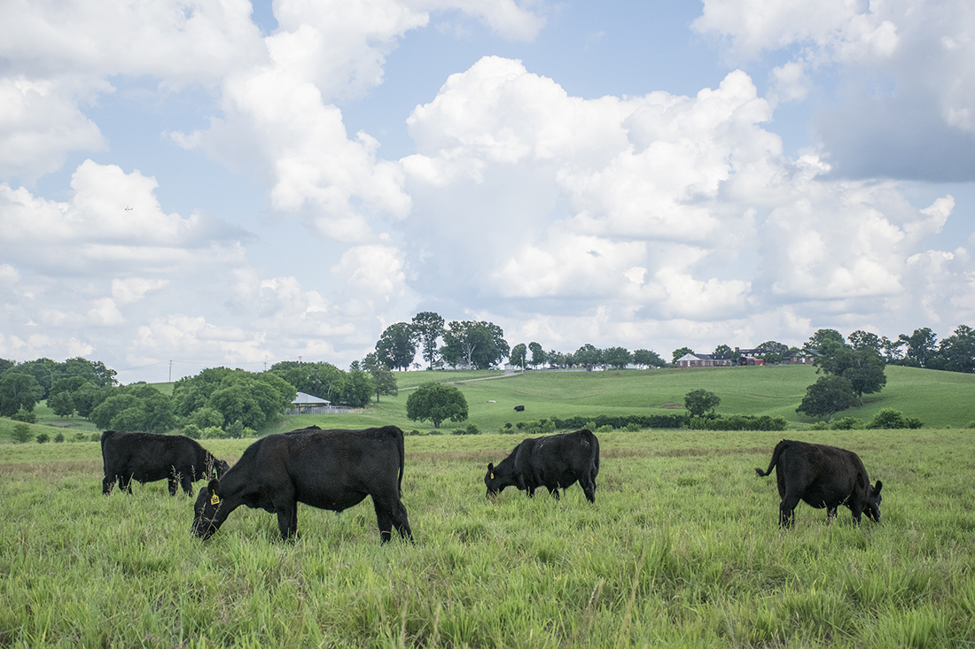 Picture of cows grazing
