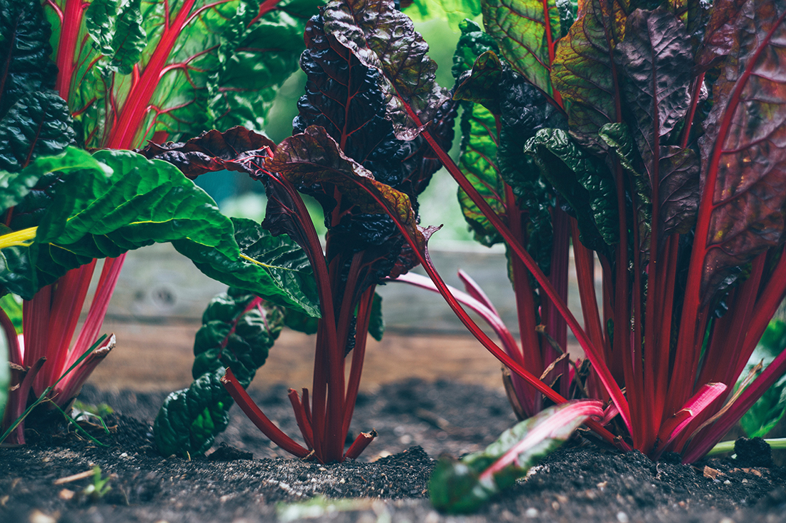 Plants for Fall and Winter Vegetable Gardens Institute News