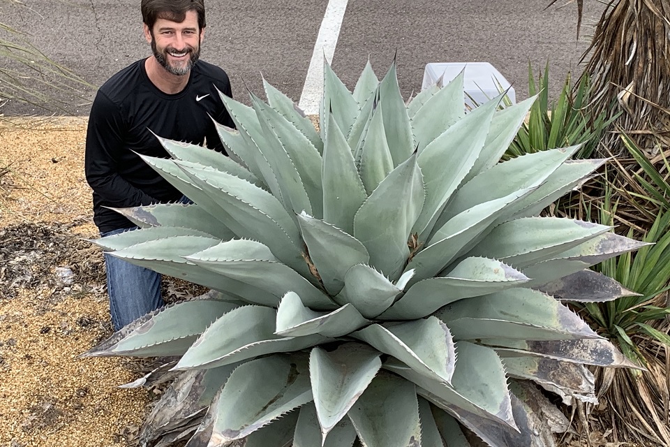 whales tongue agave        
        <figure class=