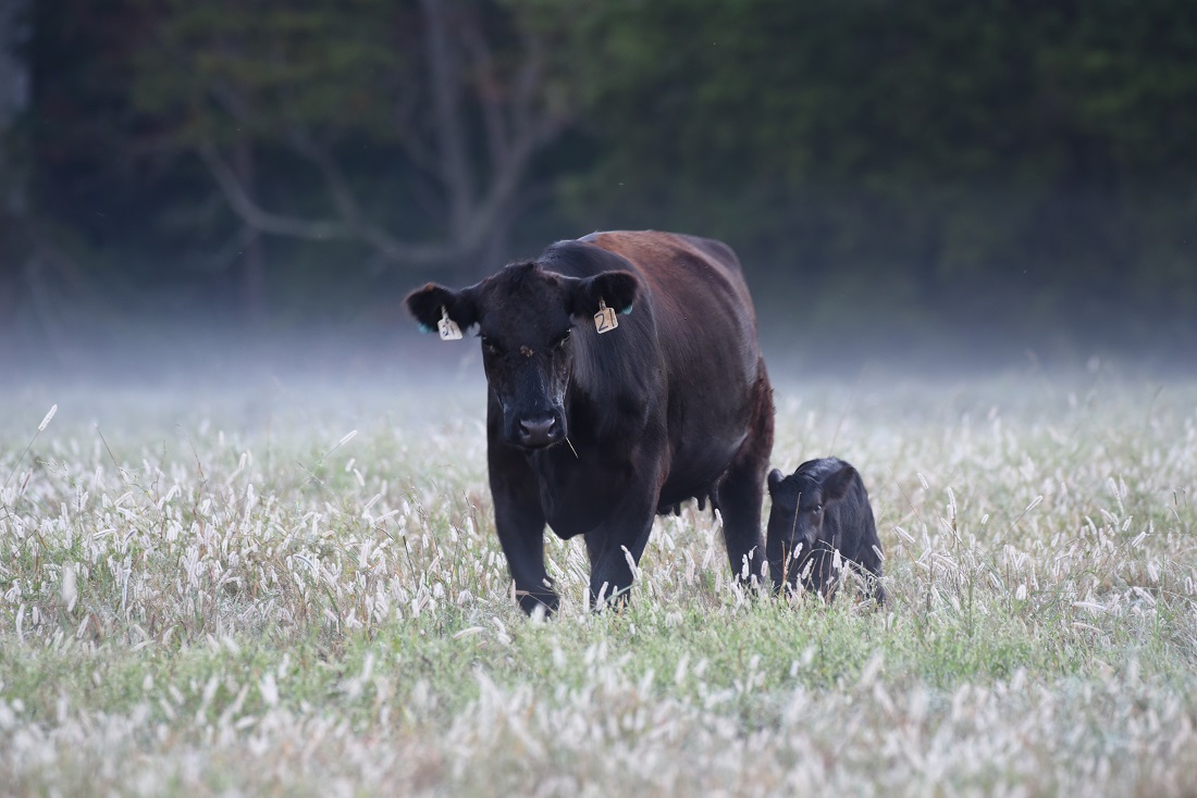 Angus cow and calf at Ames.