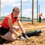 Rachel Hefton planting hops at the UT Hopyard