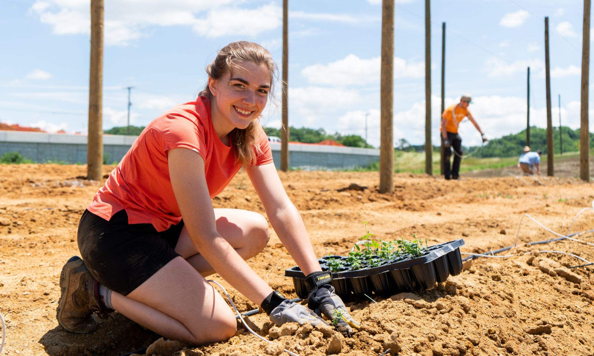 Rachel Hefton planting hops at the UT Hopyard