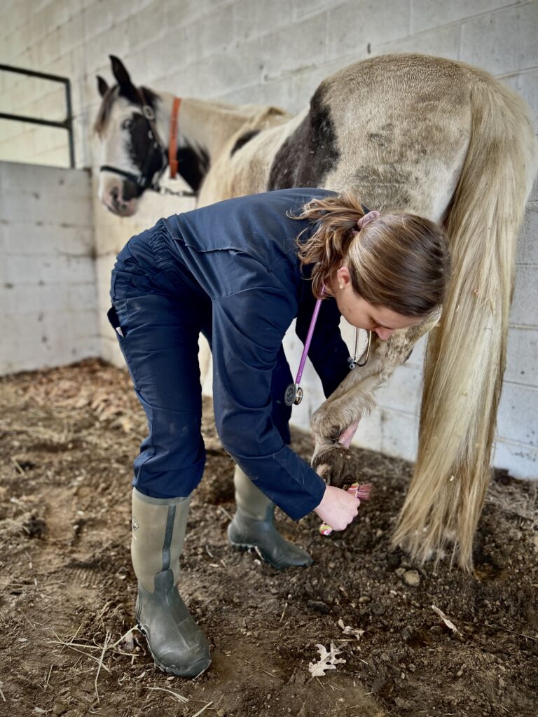 Selina checking the hoof of a horse