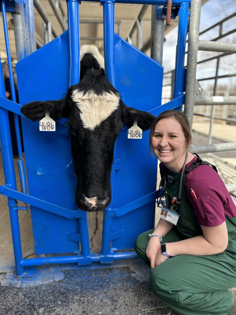 Selina with a cow