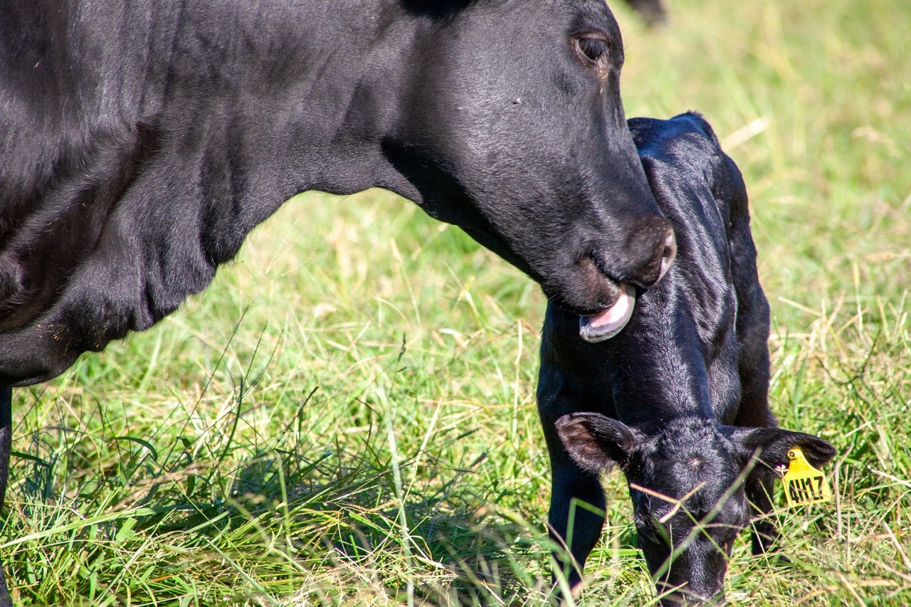 A beef cow licking a beef calf