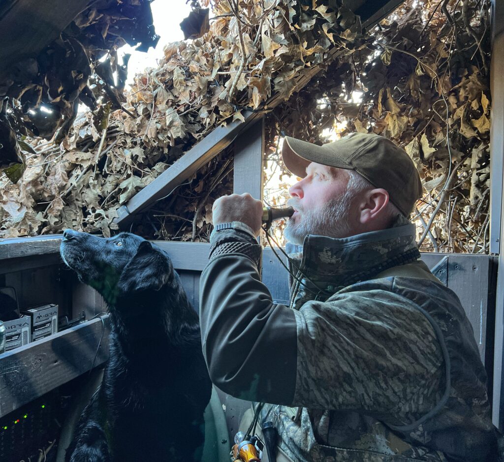 Jason Maxedon using a duck call in a duck blind with a black Labrador Retriever