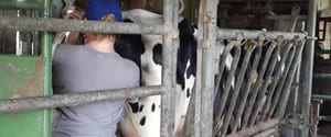 image for Is sleep important for dairy cows?