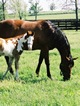 image for The Short Straw - Equine Breeding Management Options