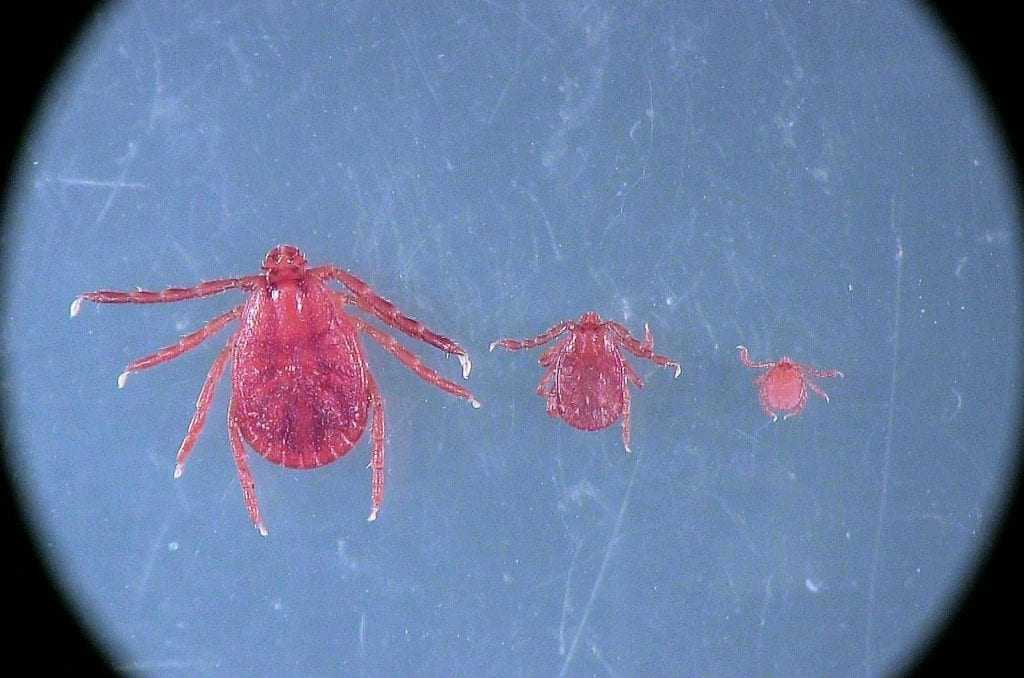 An image captured from a microscope showing different stages of a tick's life cycle