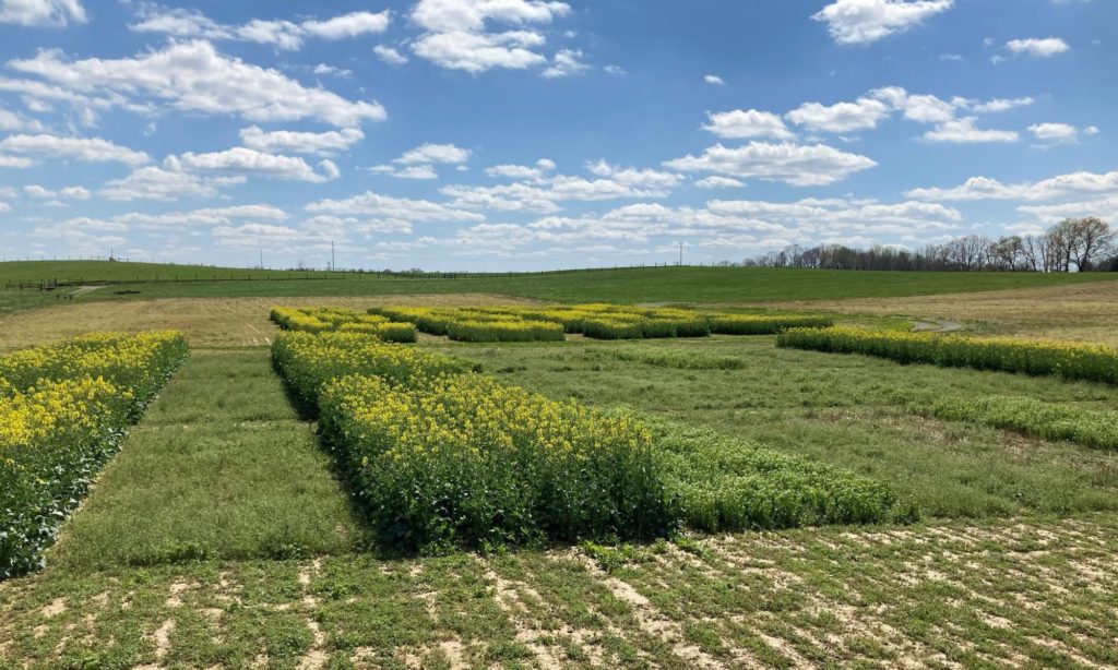 A field for oilseed trials