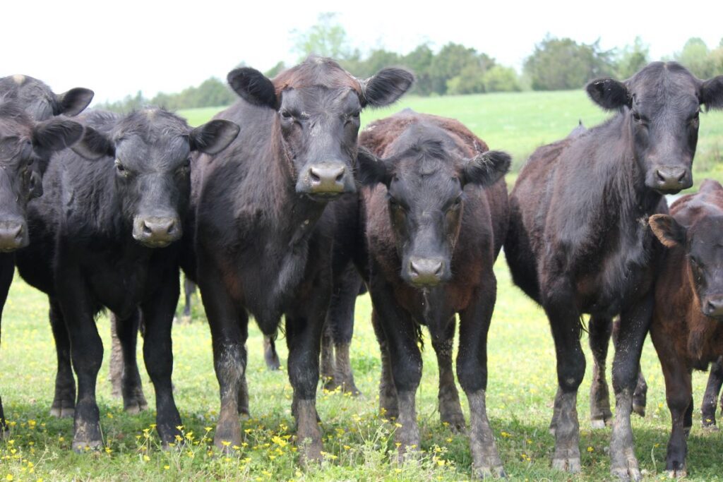 A group of cattle