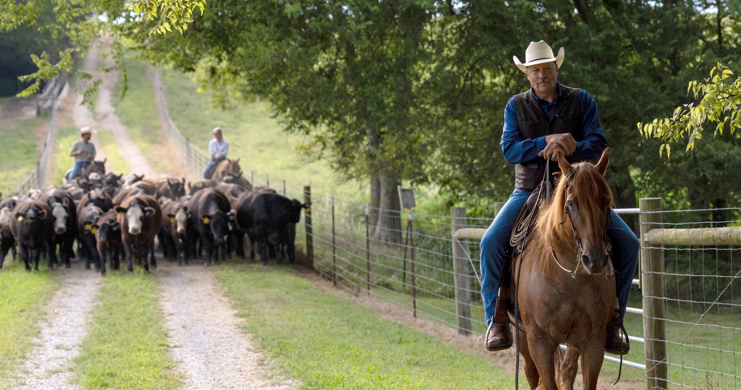 As a cattle drive at the Middle Tennessee AgResearch and Education Center at Spring Hill demonstrates, precision livestock farming is not all about technology. Traditional herding by horseback reduces stress on the animals, which can lead to more accurate biometric data. Wes Gilliam, far left, and Claire Hunkler, middle, drive the cattle, as Kevin Thompson, center director, leads the way.