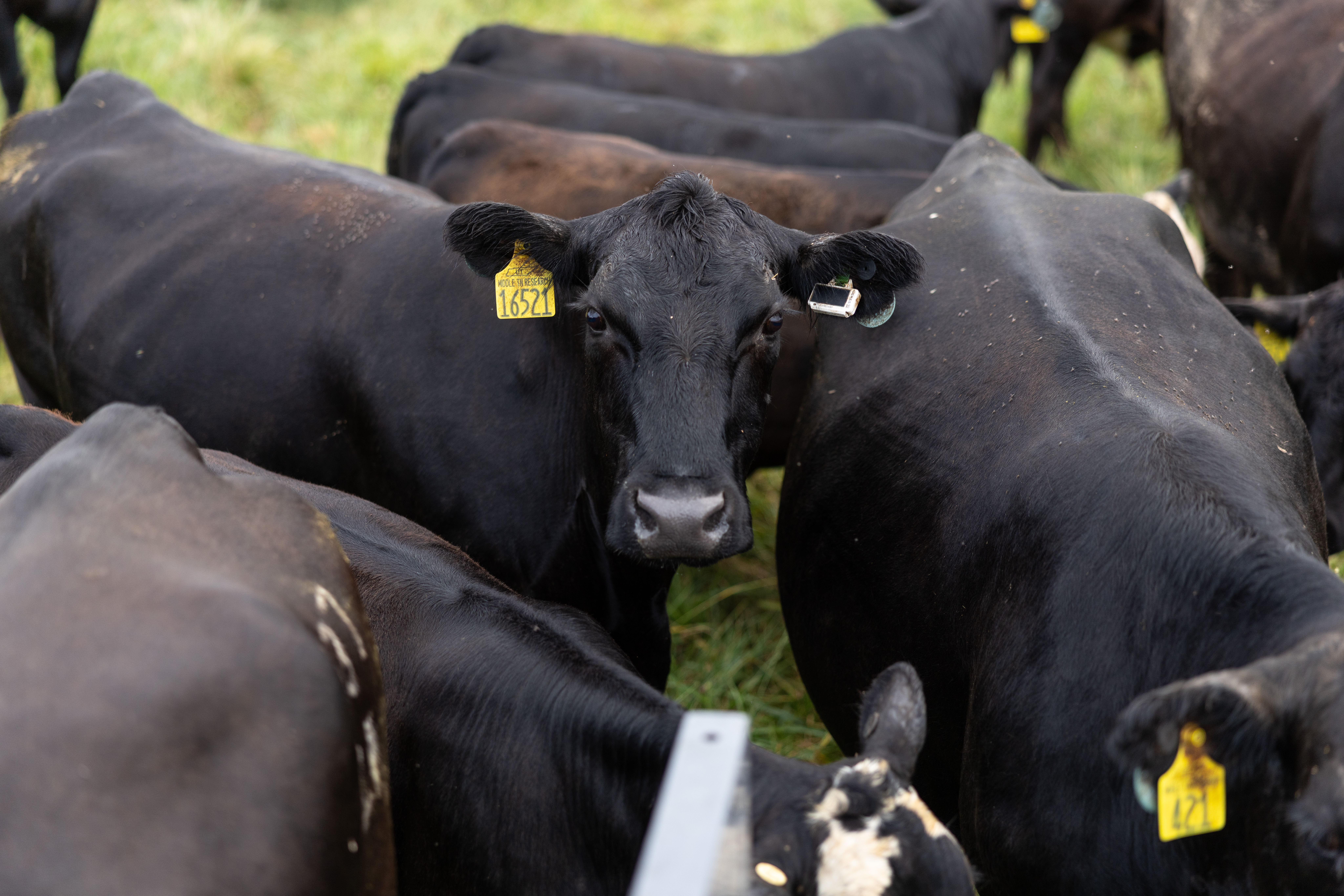 A group of cattle with one looking at the camera