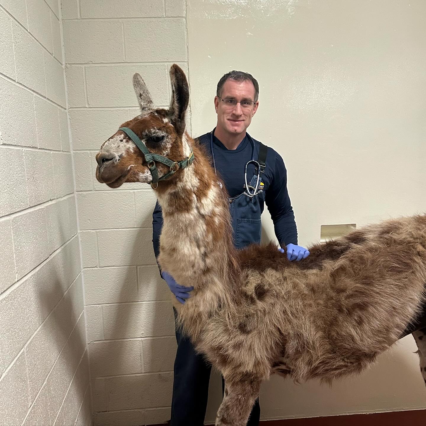 Joe Smith with large animal