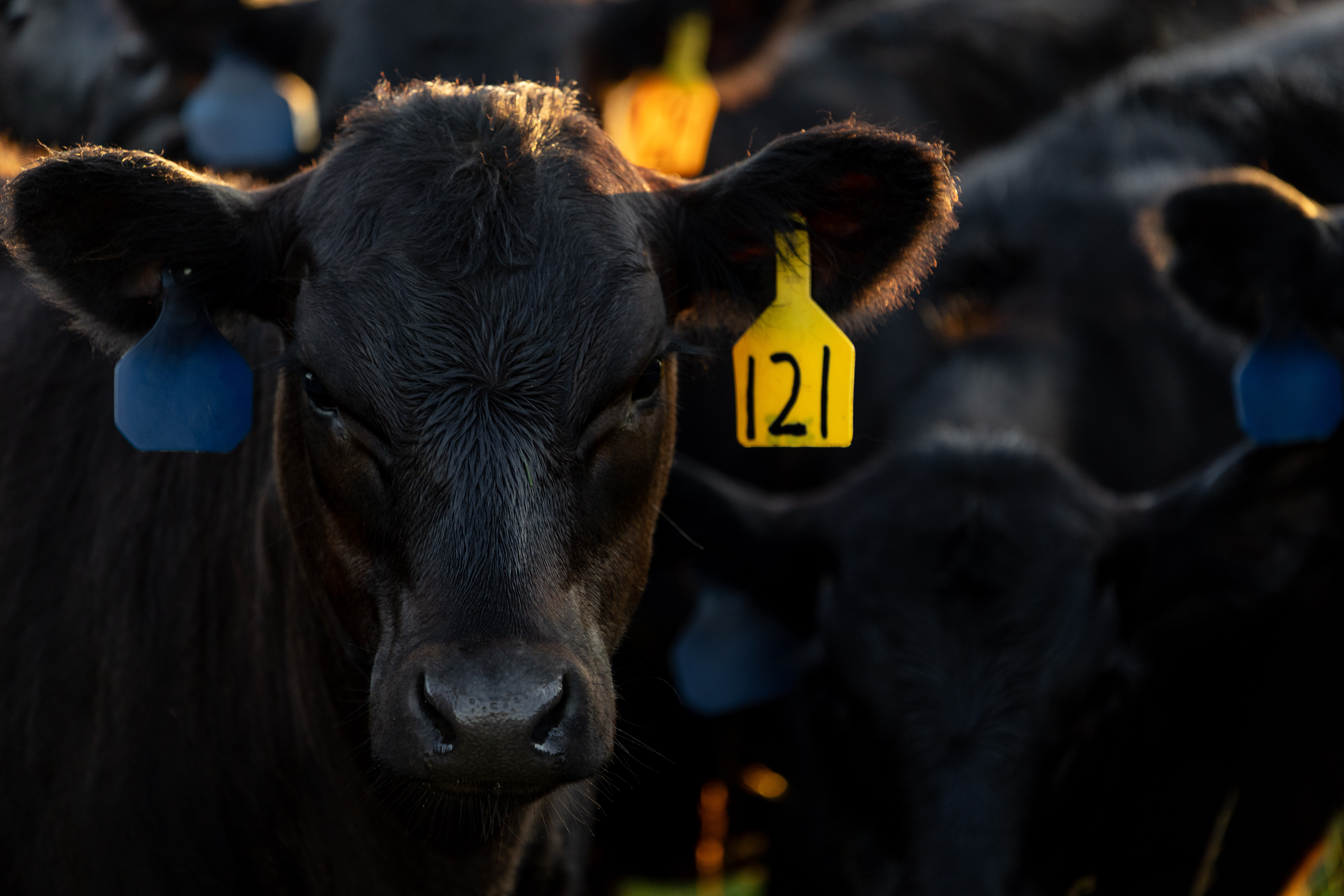 Angus cattle at sunrise at the UT AgResearch and Education Center, Blount Unit on June 04, 2026. Photo by Raffe Lazarian / UTIA